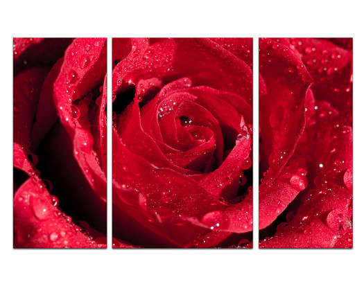 Красивая красная роза в капельках росы на темном фоне